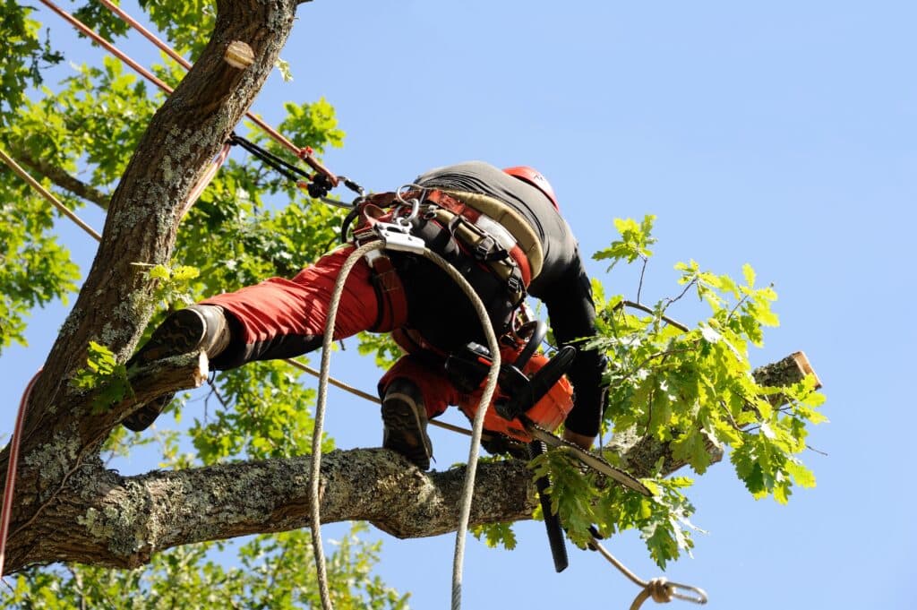 Arboriste en pleine action, équipé d'un harnais et d'une tronçonneuse, élaguant une branche d'un chêne sous un ciel bleu.