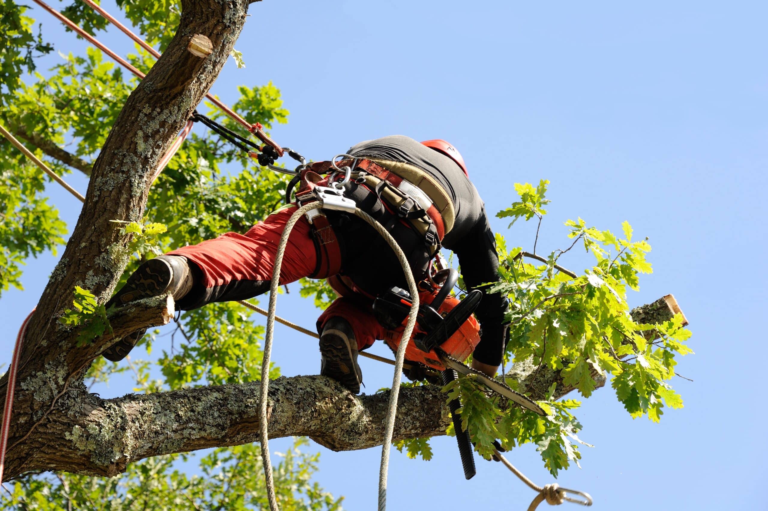 Arboriste en pleine action, équipé d'un harnais et d'une tronçonneuse, élaguant une branche d'un chêne sous un ciel bleu.