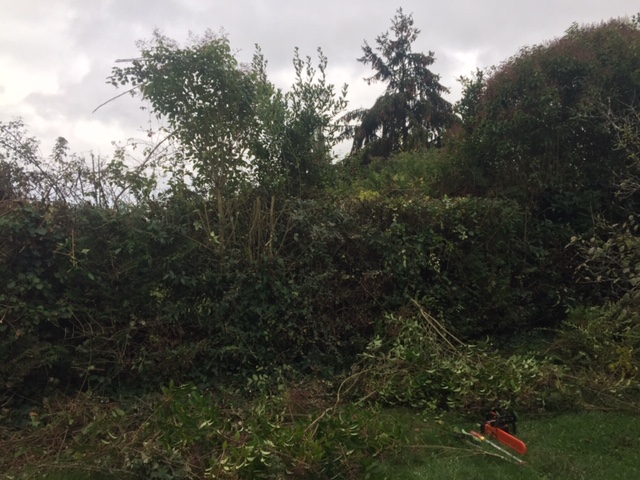 débroussailler un jardin privé