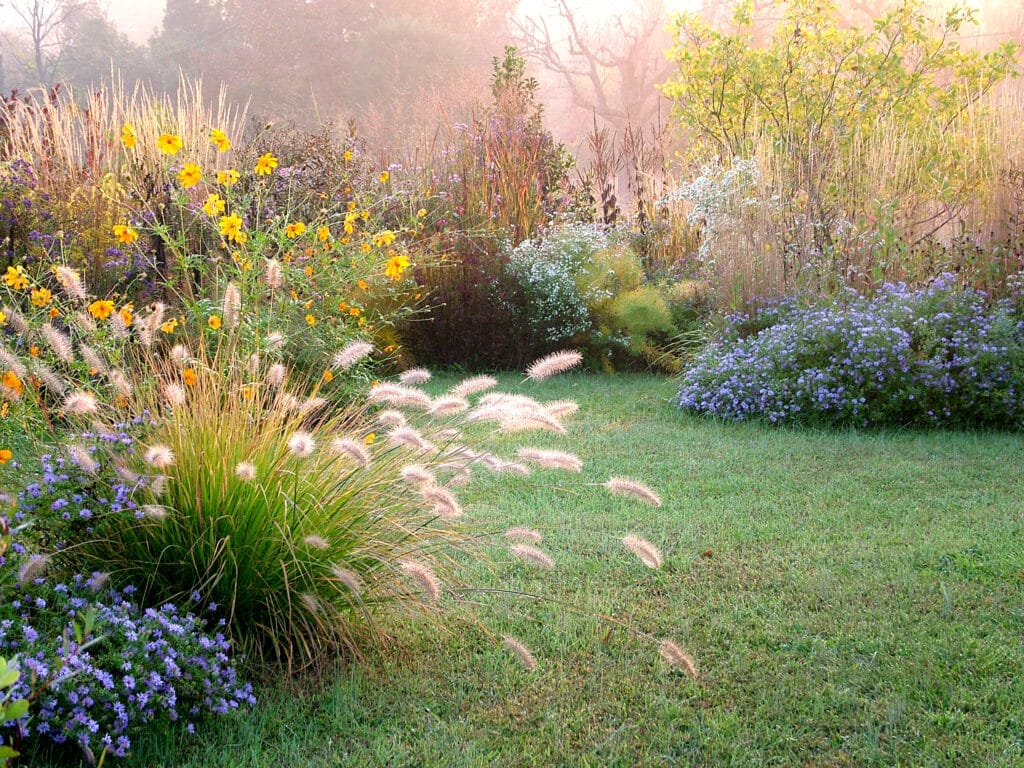 Jardin luxuriant baigné de lumière dorée matinale et de brume. Herbes ornementales, cosmos jaunes éclatants et asters violets au premier plan.