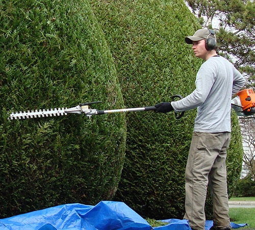 Un jardinier taille une haie verte dense avec un taille-haie télescopique. Il porte une casquette et des protections auditives, des bâches bleues sont au sol.