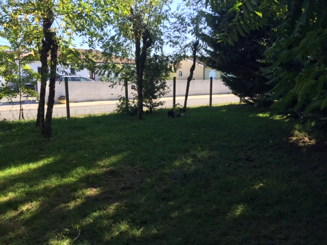 tonte de pelouse par un professionnel